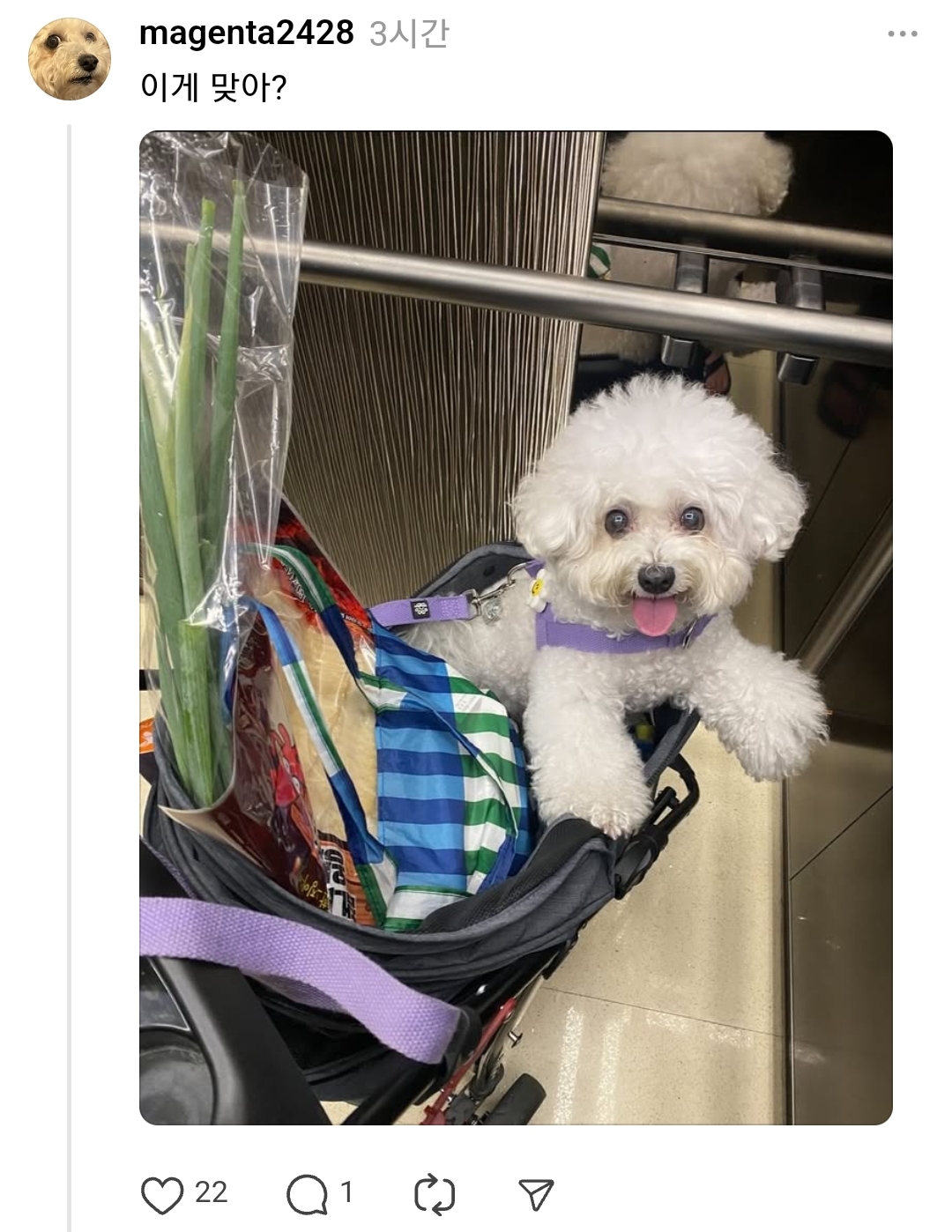 🐶: 강아지 유아차가 뭐라고 생각해? | 인스티즈