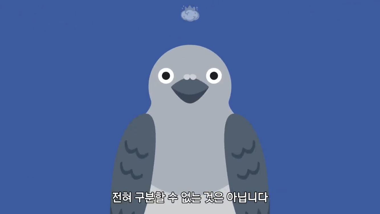 거리에 비둘기가 이렇게 많은데 왜 새끼 비둘기는 안 보일까? | 인스티즈