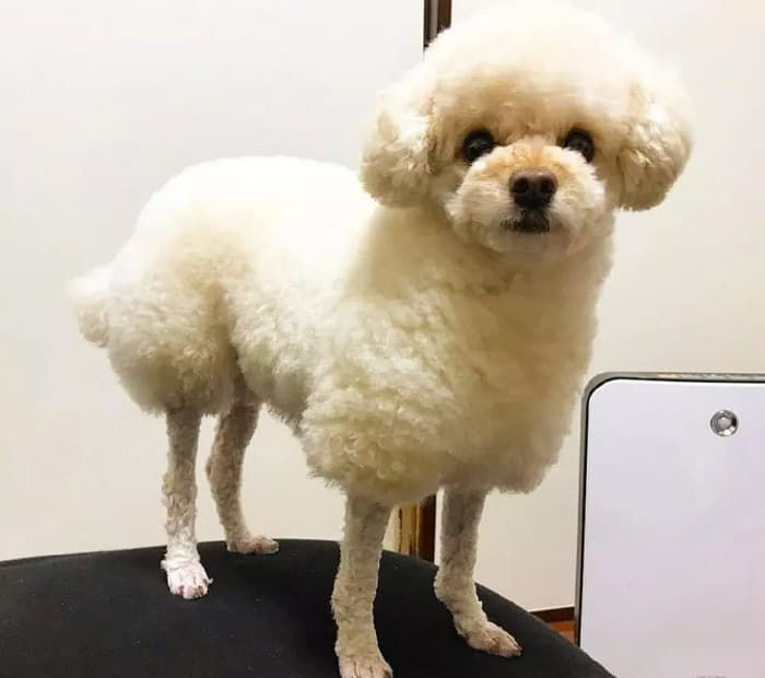 미용실 보냈는데 푸들이 실종되고 아기양으로 돌아왔습니다... | 인스티즈