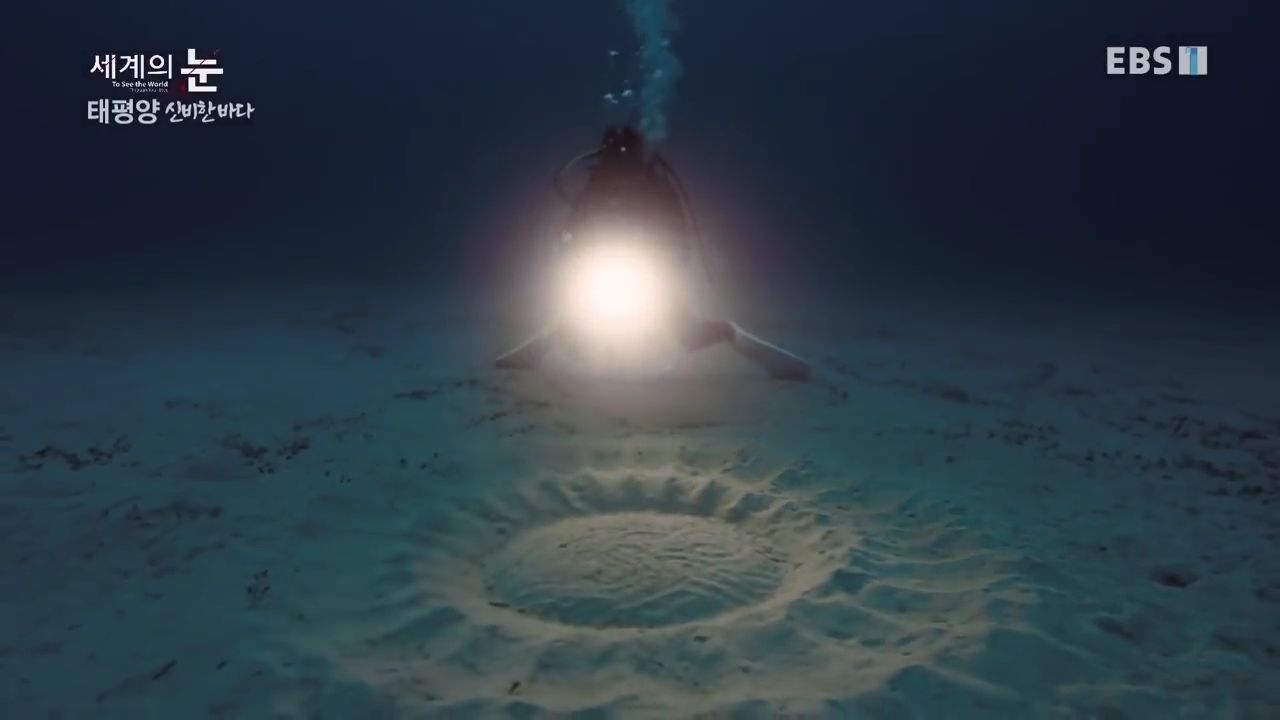 정말 흥미로운 과학자들이 12년만에 밝혀낸 바다속 신비한 문양의 비밀.jpgif | 인스티즈