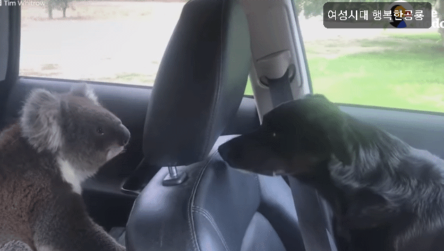 호주에서 더운 여름날에 차문을 열고 있으면 생기는 일.gif | 인스티즈