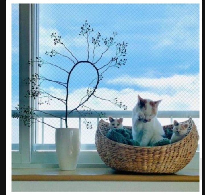 이 정도면 세쌍둥이 아니냐구 | 인스티즈