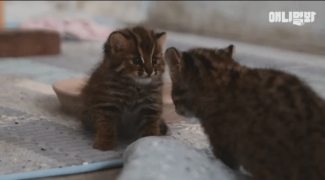 야생성 사라진 아기 삵들을 위해 야생성 있는 친구가 들어왔는데 눈빛부터가 다름 | 인스티즈