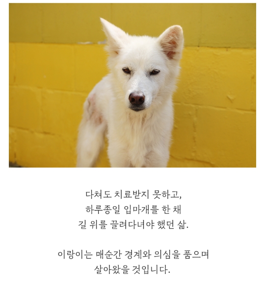 몸에 구멍난채로 끌려다니던 백구, | 인스티즈