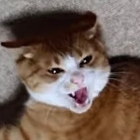 [매탈남] 매콤하게 생긴 고양이 | 인스티즈