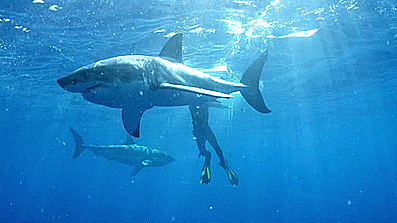 이 케이지안에서 10분 버티고 1억 받기 vs 안해 | 인스티즈