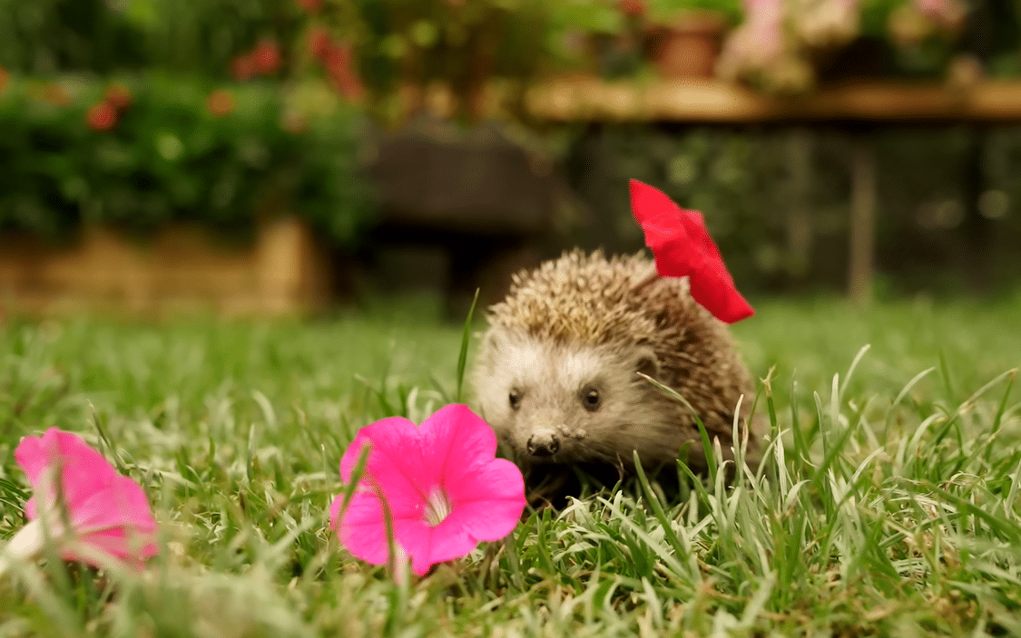 요즘 유튜브에서 은근히 인기 많다는 외국 시골 브이로그...jpg | 인스티즈