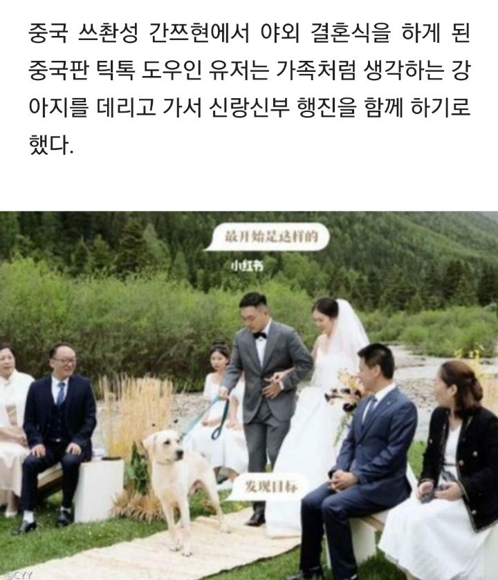 결혼식 도중 신랑 데리고 전력질주한 리트리버.."죽어도 못 보내!" | 인스티즈