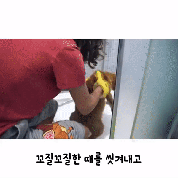 자기를 데려가달라는 강아지.gif | 인스티즈