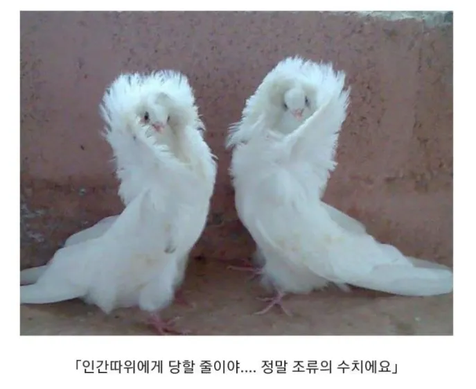 아마 본 적이 없을 특이한 조류 30종 | 인스티즈