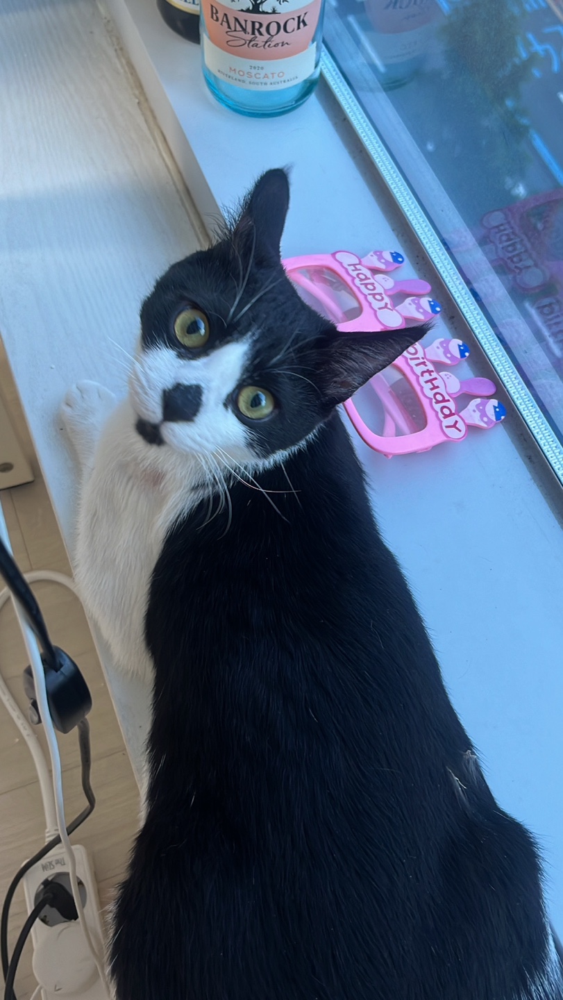 [입양홍보] 혹r률 ✮100➠✥✹프로 7H냥ㅇ1 홗➦정♘ ➜✾ 뽑ㄱ1¿불필요♟ | 인스티즈