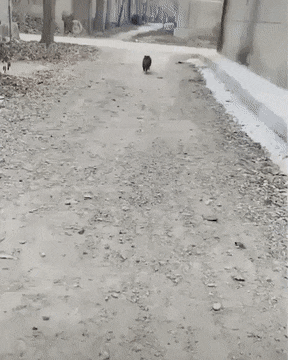 [hahaha] 뚱땅이 걸음걸이가 정말 특이하다는걸 한눈에 알아볼수있는 짤🐾 | 인스티즈