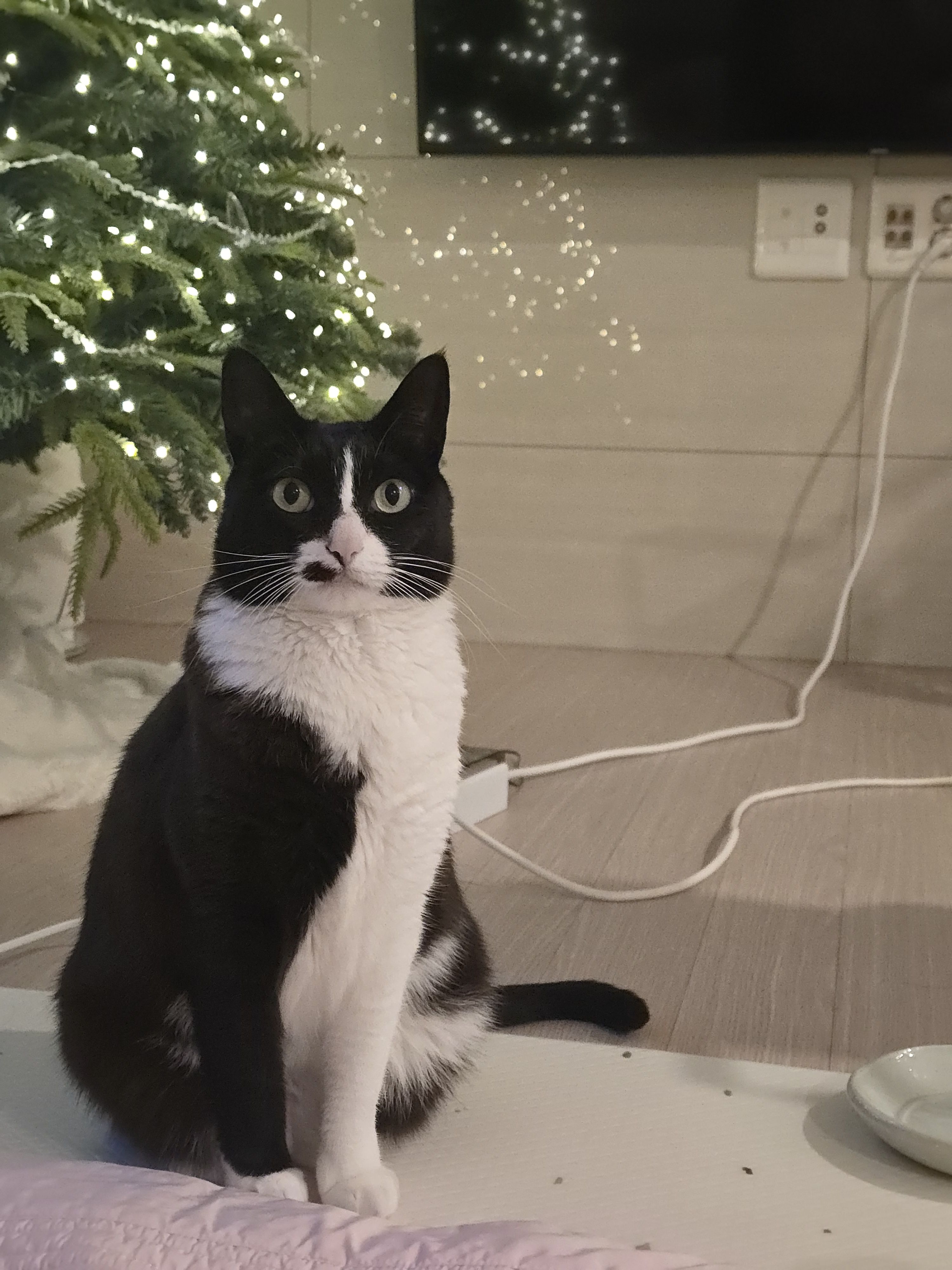 안주 뽏이는 고양이 어떤데 ㅋ 5나탄 ㅋ | 인스티즈