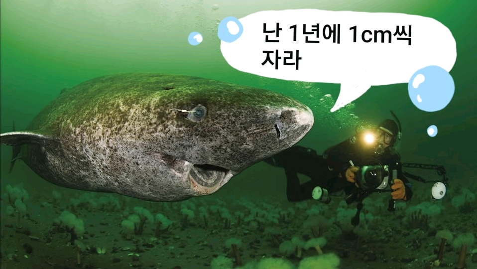🦈 태어나고 무려 150년 지나서야 첫 짝짓기 하는 동물 | 인스티즈