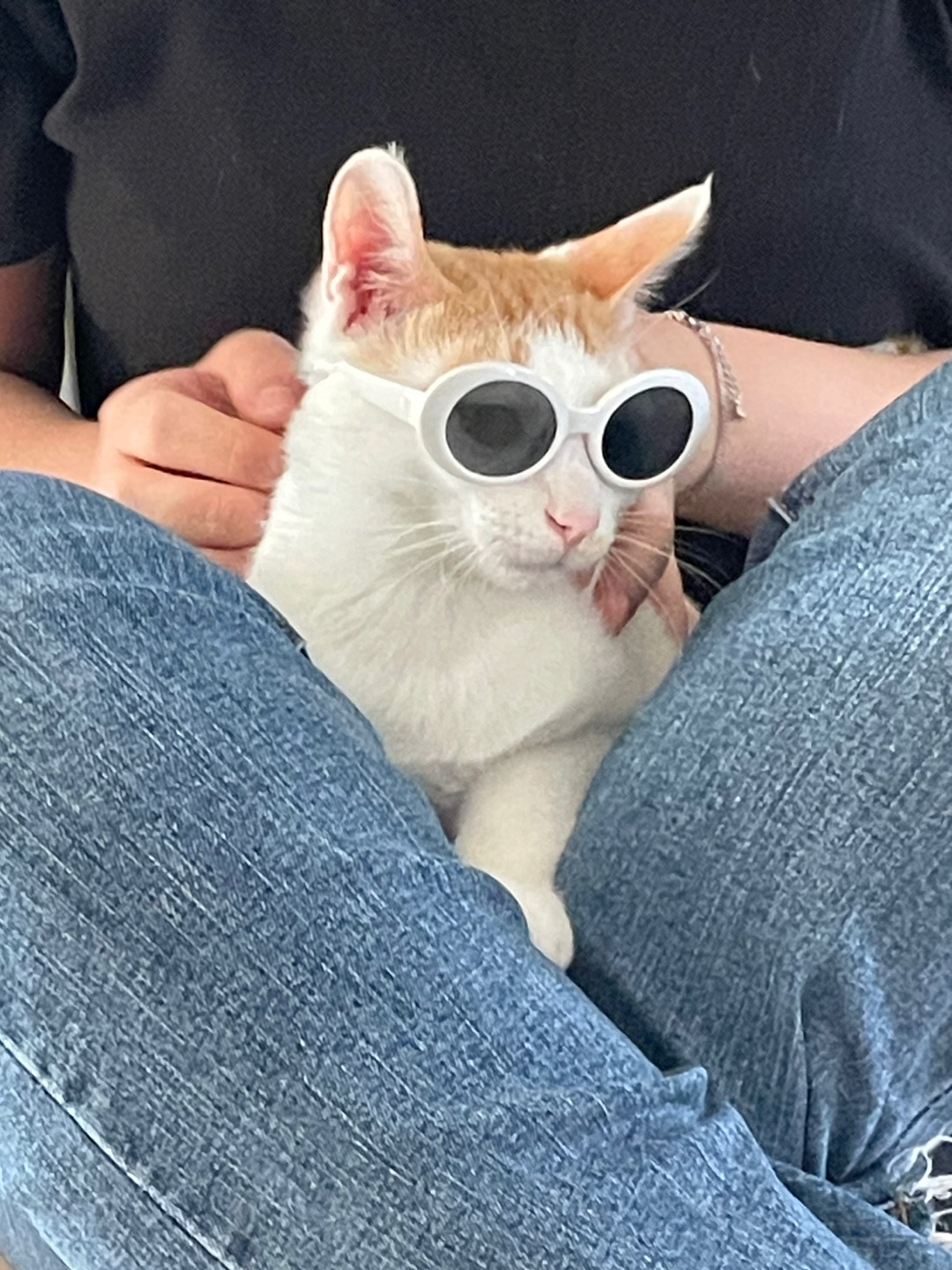 미나명이나물 닮은 고양이 | 인스티즈