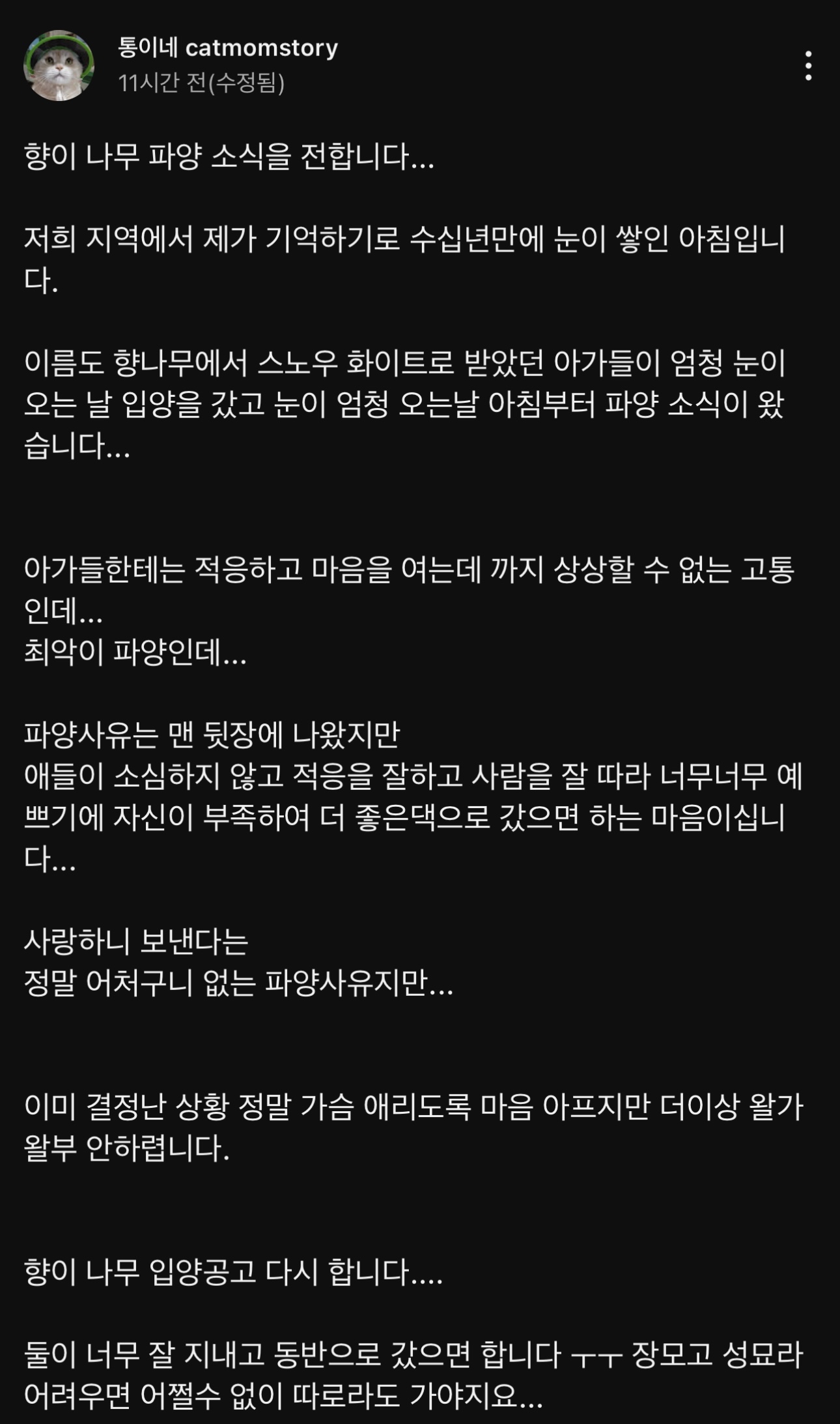 구조된 고양이가 입양갔는데 사람을 너무 잘 따른다는 이유로 파양됨 | 인스티즈