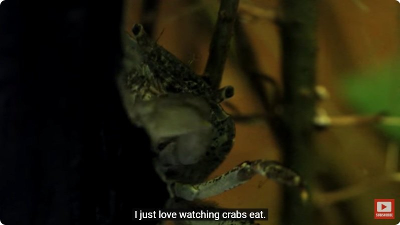 거대한 수조에 열대우림 환경을 조성해놓으면 생기는 일 - 4 | 인스티즈