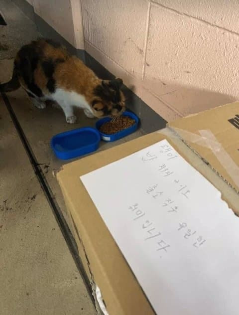 우리동네에 전국구조직 깡패 아저씨 사는데 밤마다 길고양이들한테.thread | 인스티즈