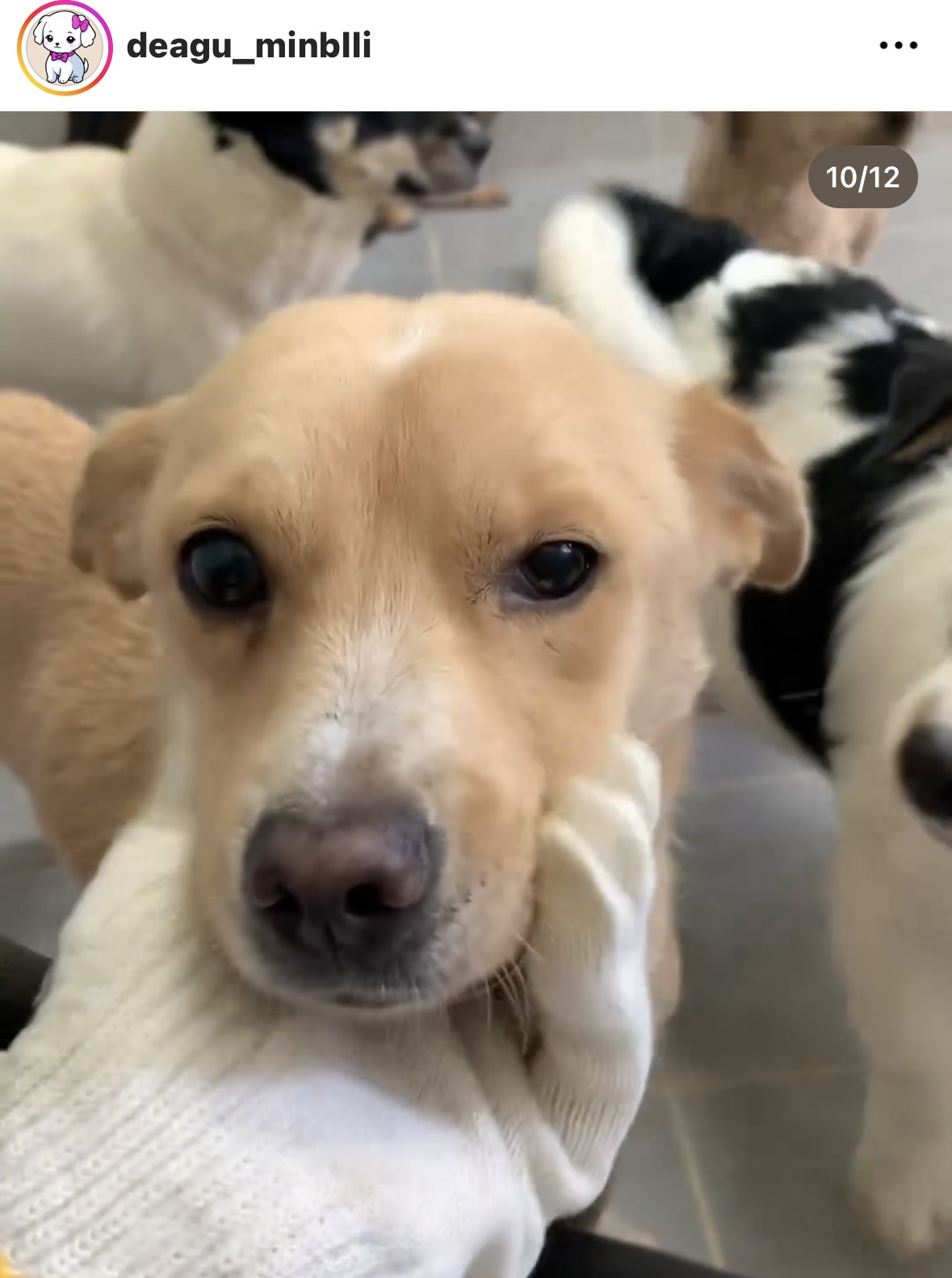 사람을 이렇게나 좋아하는데.. 곧 안락사된대요.... | 인스티즈