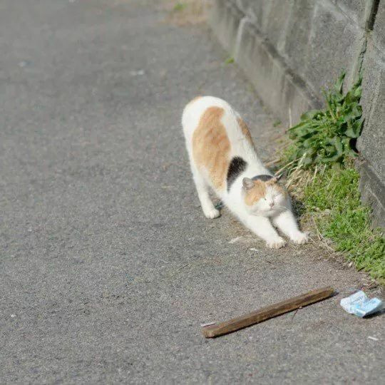 쟉근 악이고영이 들은. 기지개 를 핀다내요 | 인스티즈