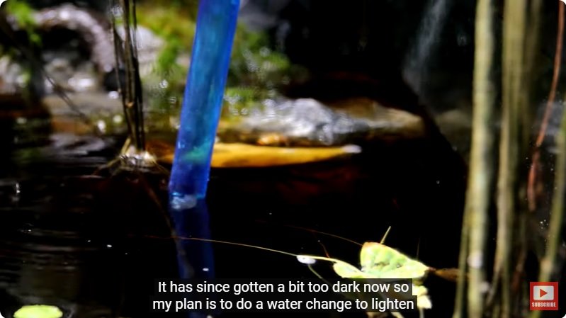 거대한 수조에 열대우림 환경을 조성해놓으면 생기는 일 - 4 | 인스티즈