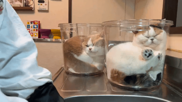 설거지하는 동안 방해받지 않으려고 양동이 두개를 두었더니 예상대로 걸려듬 | 인스티즈