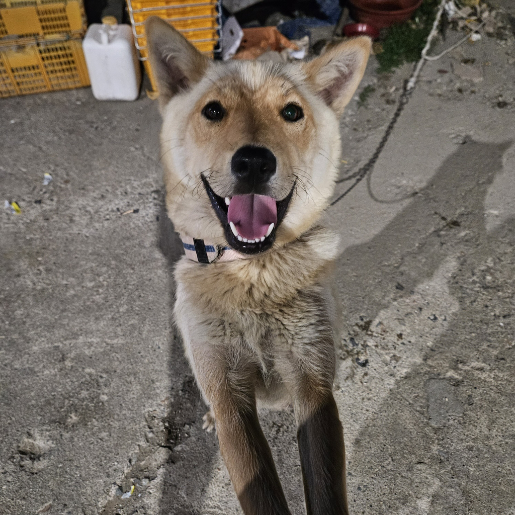 [입양홍보] 개장수에게 팔렸다 되찾아온 방치견 진순이·진돌이, 평생 가족을 찾아요! (부산/울산/전국) | 인스티즈