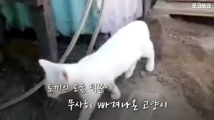 창고밑에 갇힌 고양이를 구하려는 토끼 | 인스티즈