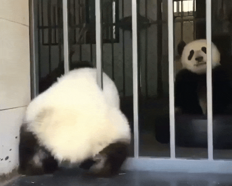판다가 한자로 웅묘(🐼😺)인 이유.gif | 인스티즈