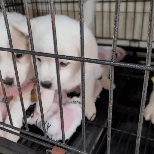 (입양처 구함/10kg 미만) 너무 예뻐서 돌아버리겠는 꼬물이 3자매들 | 인스티즈