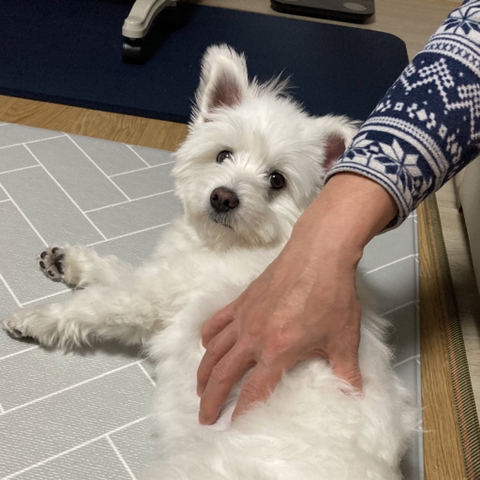 [강아지] 아빠가 보내주는 강아지 사진이 좋은 이유 | 인스티즈
