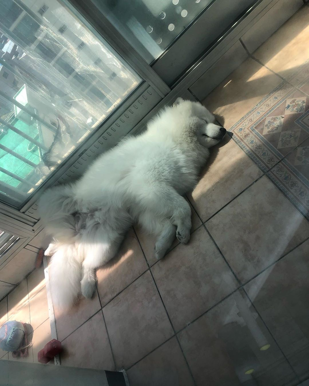 십이간지 순서 왜 이래?? 어케 호랑이보다 쥐 소가 빠르냐고!!!!!! | 인스티즈