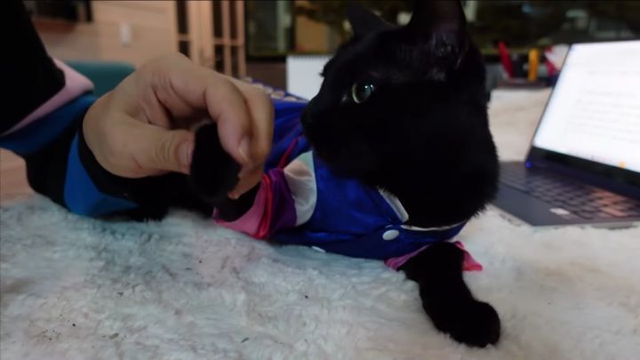 박수홍이 키우는 고양이 모질 | 인스티즈