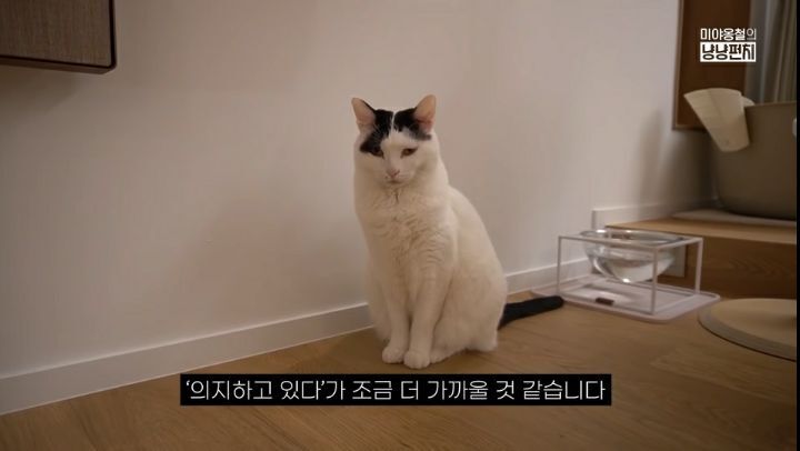 화장실가면 문앞에서 고양이가 기다리는 이유 | 인스티즈