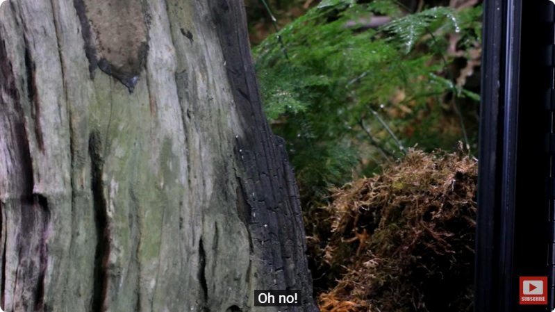 거대한 수조에 열대우림 환경을 조성해놓으면 생기는 일 - 4 | 인스티즈