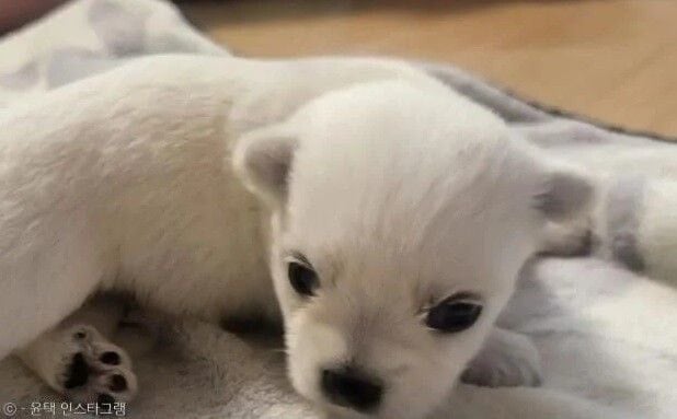 나는 자연인이다 윤택이 입양한 강아지.gif | 인스티즈