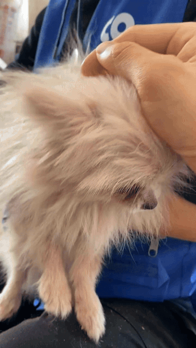 어떤 삶이었을까. 번식장, 미용 실습견, 쓰임을 다해야만 끝나는 삶이라는 건 | 인스티즈