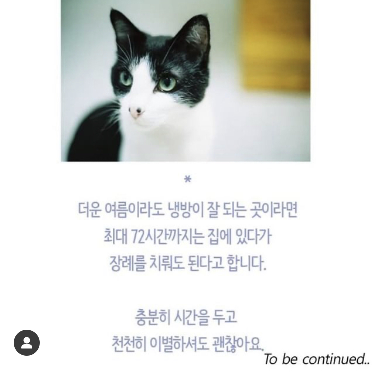 반려동물을 떠나보낸다는 것 | 인스티즈