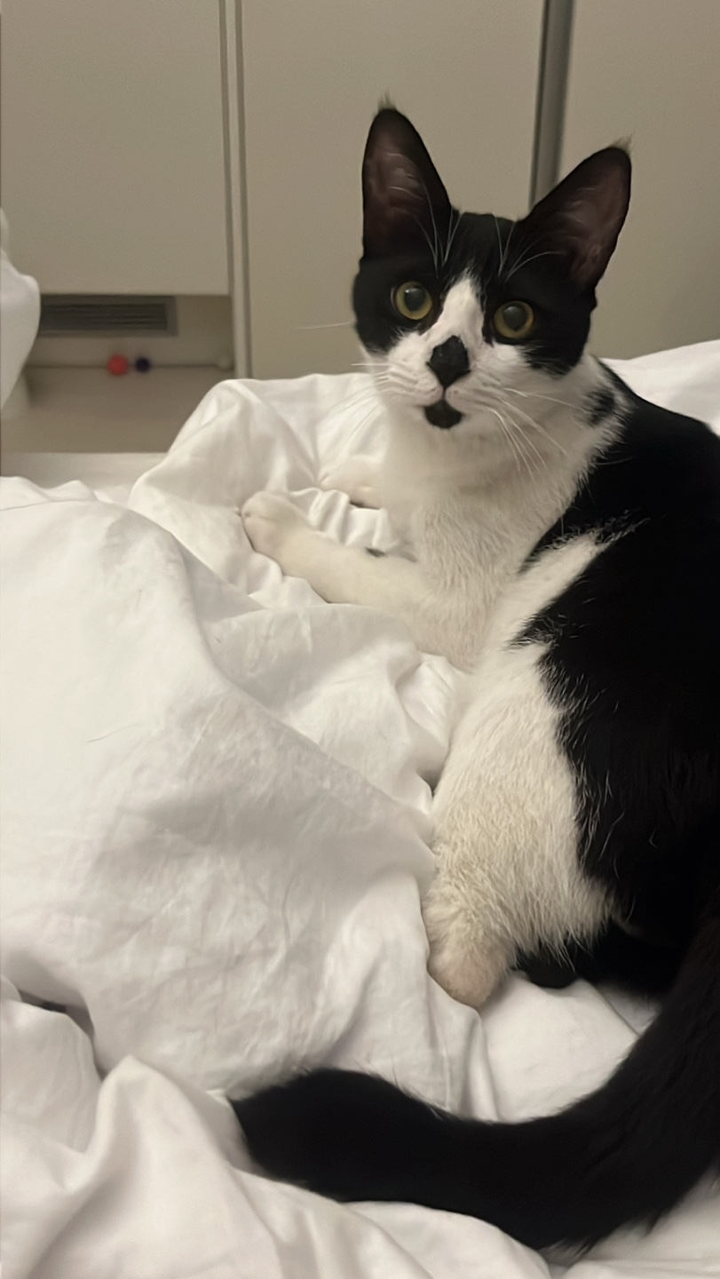 [입양홍보] 혹r률 ✮100➠✥✹프로 7H냥ㅇ1 홗➦정♘ ➜✾ 뽑ㄱ1¿불필요♟ | 인스티즈