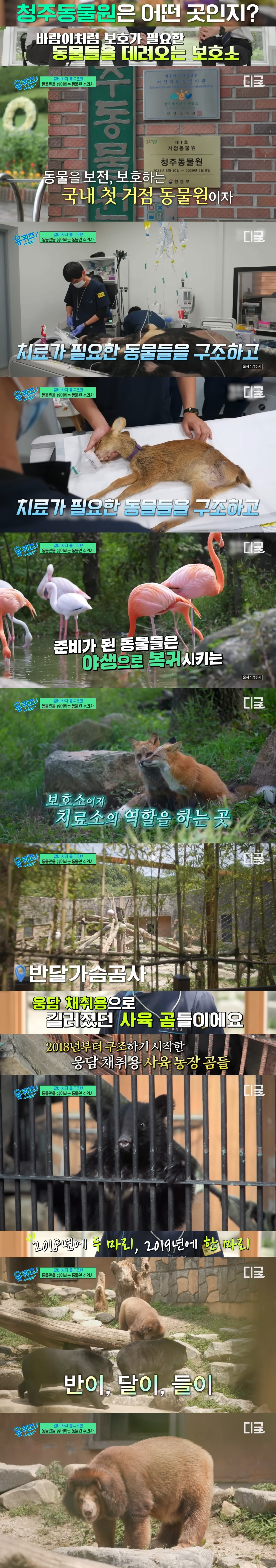 호랑이 내성 발톱 치료를 위해 목숨까지 거는 수의사 | 인스티즈