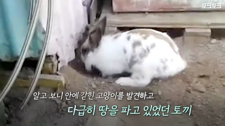 창고밑에 갇힌 고양이를 구하려는 토끼 | 인스티즈