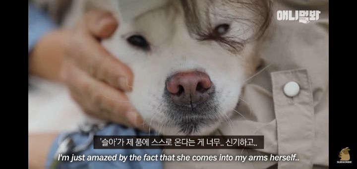 죽을것같은 우울증에 걸린 강아지 | 인스티즈