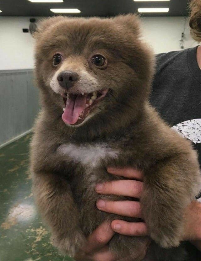 댕댕인 줄 알고 유기견 센터에 들어온 곰 | 인스티즈