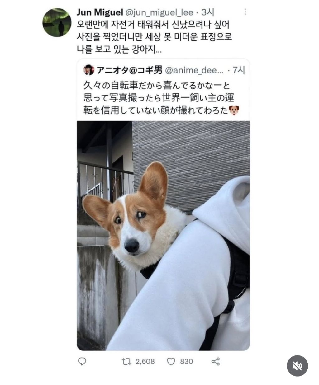 댕댕이 의사도 물어봐주라 | 인스티즈