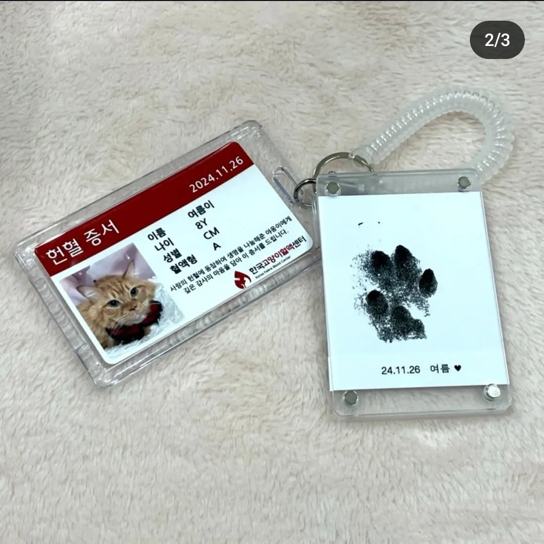 🐱💉고양이도 헌혈을 한다고? | 인스티즈