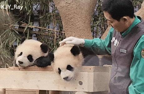 후이바오🐼 킹받게 놀리는 송바오 | 인스티즈