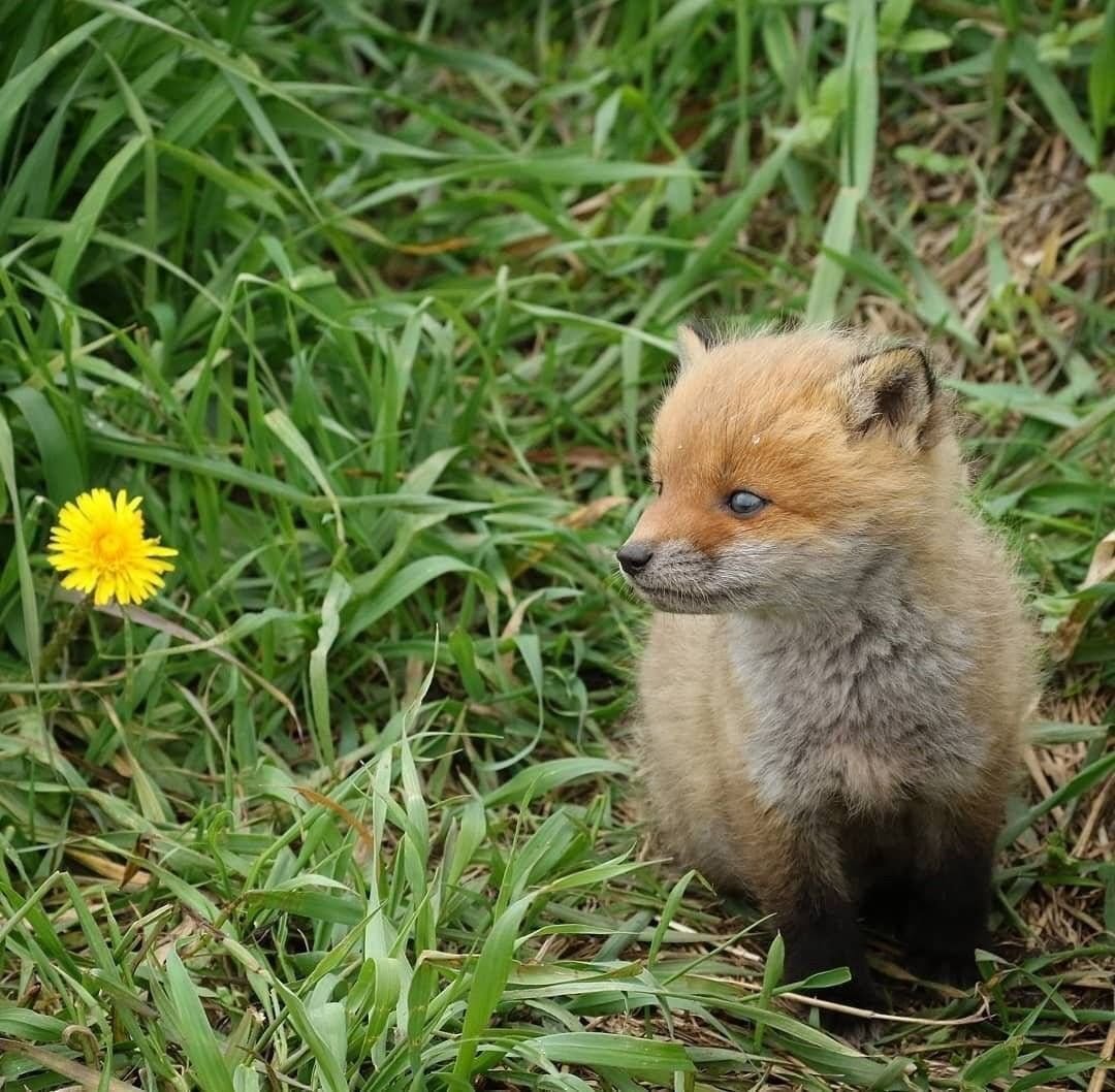 아기 여우들.jpg | 인스티즈