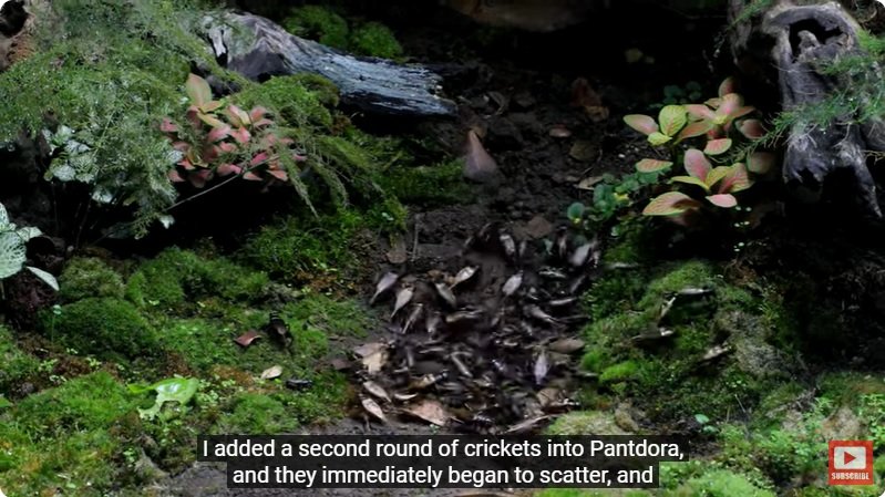 거대한 수조에 열대우림 환경을 조성해놓으면 생기는 일 - 4 | 인스티즈