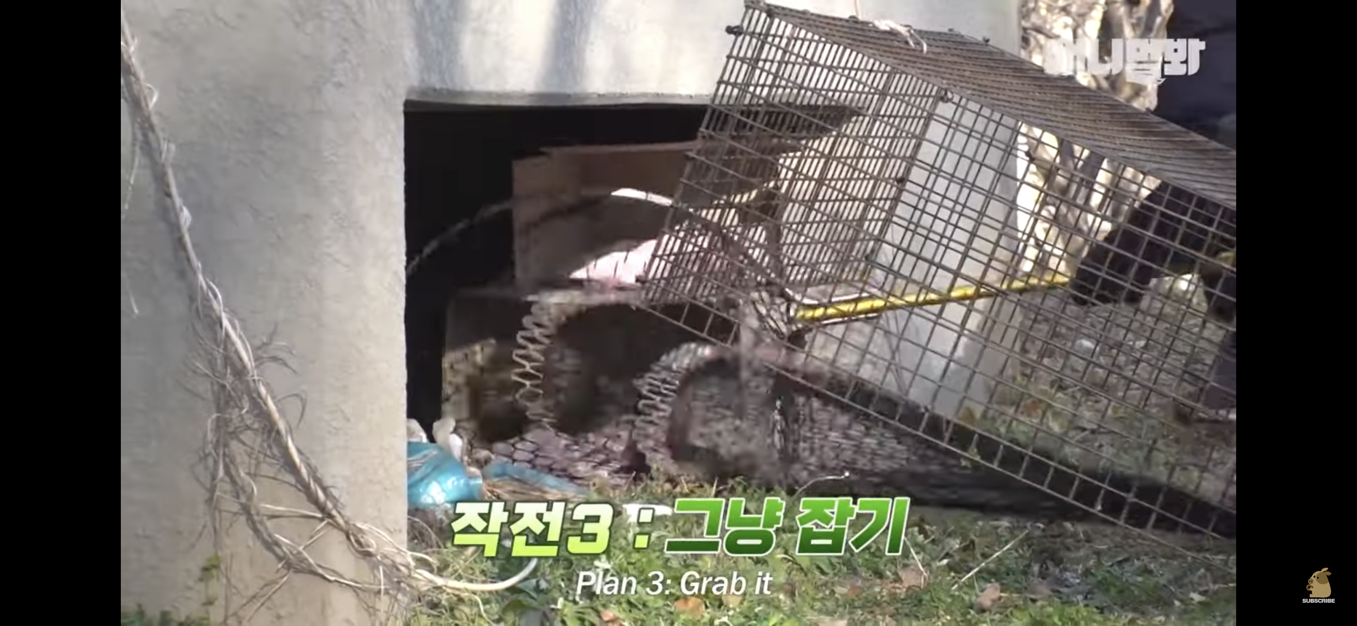 경기도 김포시 마송 휴먼시아 10단지 아파트내에 집단으로 유기된 노르웨이숲 고양이 | 인스티즈