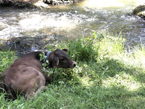 길 가다 찍은 동물 칭구칭구들 사진 자랑하는 달글🐈🦮🐜🐝🐥 | 인스티즈